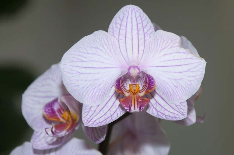 Orchidee